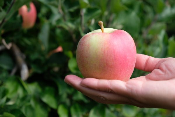 apple picking