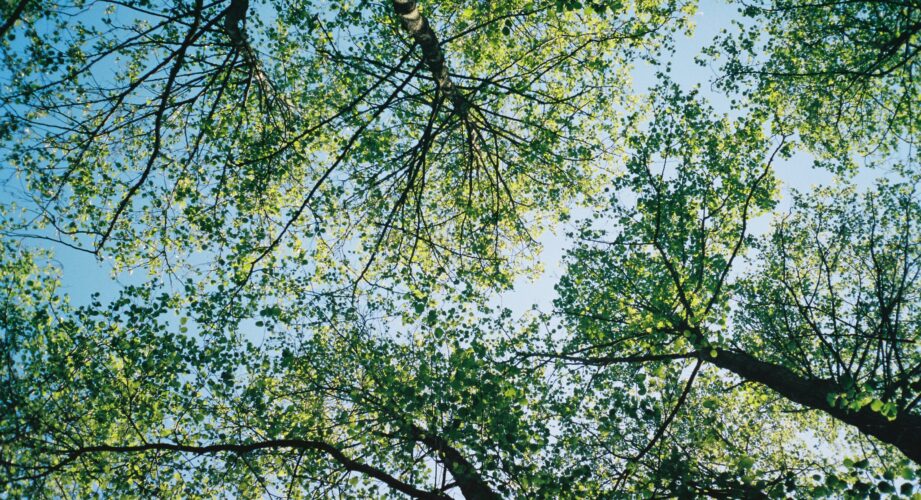 A tree canopy